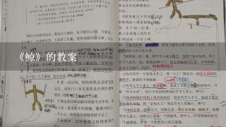 《鲸》的教案