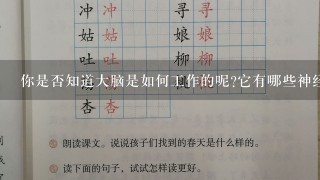 你是否知道大脑是如何工作的呢它有哪些神经元负责什么功能呢