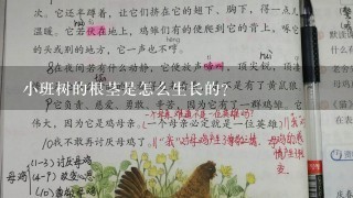 小班树的根茎是怎么生长的