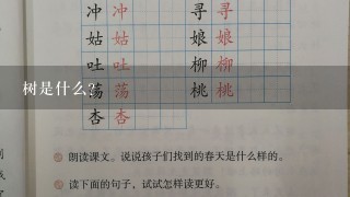 树是什么?